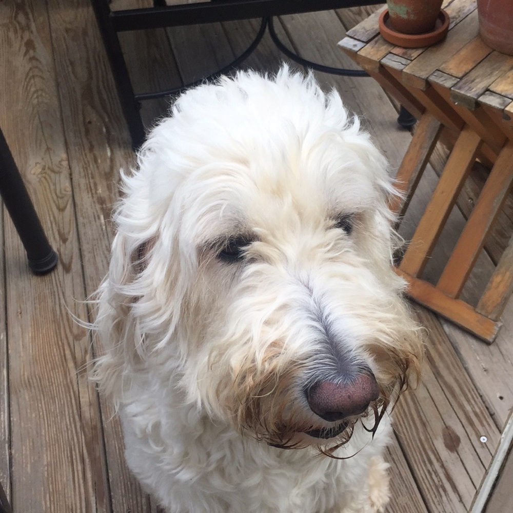 Meet your Posher, Billy